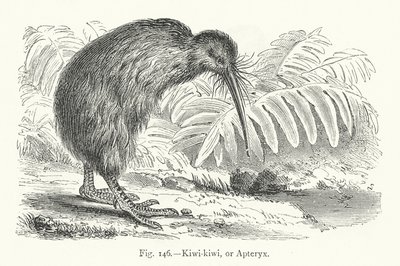 Kiwi-kiwi eller Apteryx (gravering) af European School