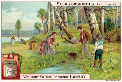 Liljekonval (chromolitho) af European School