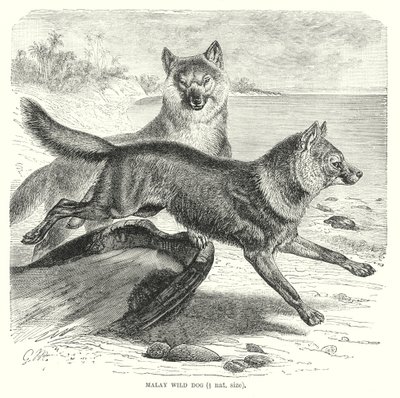 Malaysisk vildhund (gravering) af European School