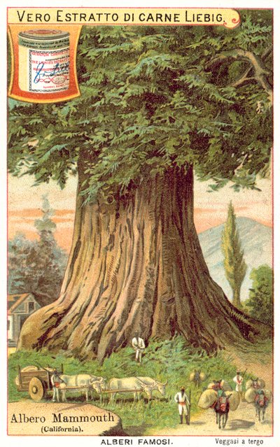 Mammoth Tree, Californien (chromolitho) af European School