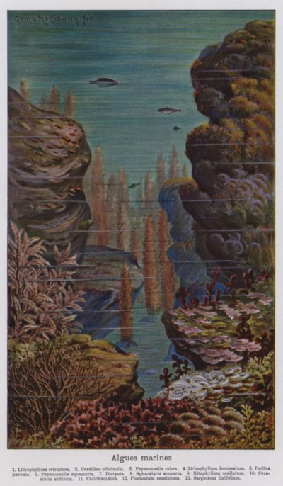 Marine alger (farvelitografi) af European School