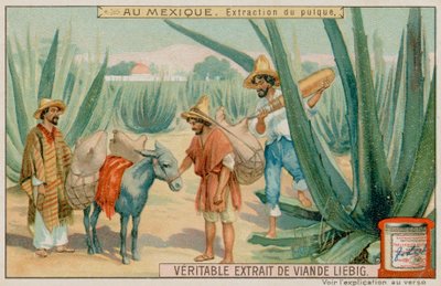 Mexicansk udvinding af Pulque fra en kaktus af European School