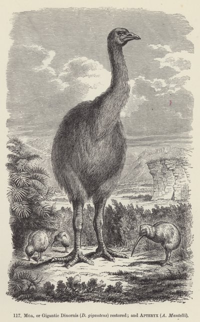 Moa, eller Gigantisk Dinornis (D giganteus) restaureret; og Apteryx, A Mantelli (gravering) af European School
