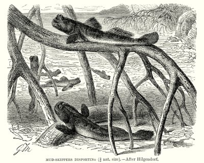 Mudderskippere, der går i land (gravering) af European School