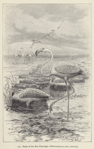 Reder af den røde flamingo, Phoenicopterus ruber, Cuvier (gravering) af European School