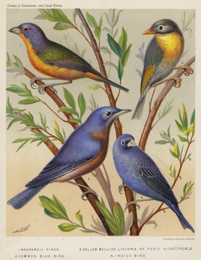 Nonpareil Finch, Yellow Bellied Liothrix eller Pekin Nightingale, Common Blue Bird, Indigo Bird (farvelitografi) af European School
