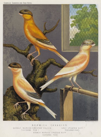 Norwich Canaries, jævnt markeret crested gul, Cayenne Fed, Grey Crested Buff, Cayenne Fed, jævnt markeret Crested Buff, Cayenne Fed (farve litho) af European School