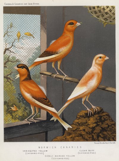 Norwich Canaries, broget gul, cayenne-fodret, klar buff, cayenne-fodret, jævnt markeret gul, cayenne-fodret (farve litho) af European School