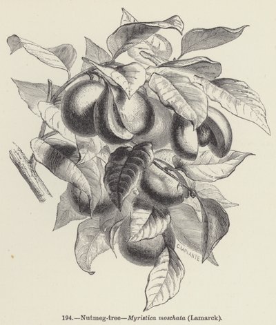 Muskatnød-træ, Myristica moschata, Lamarck (gravering) af European School