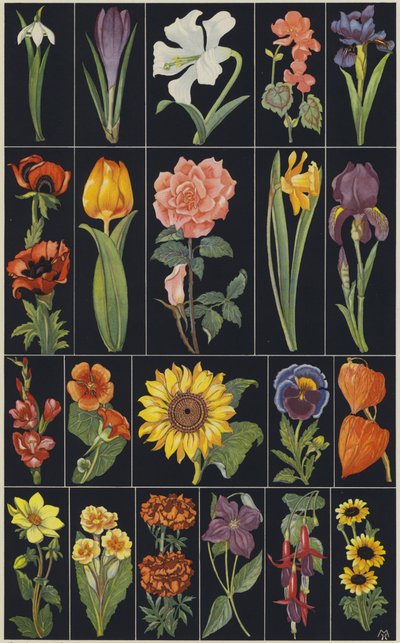 Side fra børnebilledbogen Flowers (farvelitografi) af European School