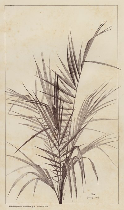 Palme, Chamaerops Exelsa (litho) af European School