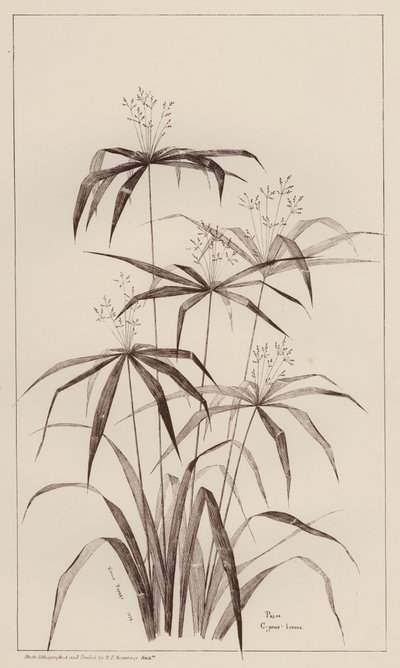 Palme Cyperus Luscus (litho) af European School