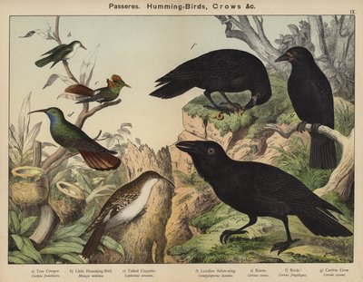Passeres, Humming-Birds, Crowsdani af European School