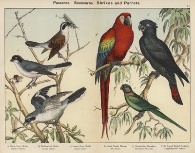 Passeres, Scansores, Shrikes and Parrots (farvelitografi) af European School