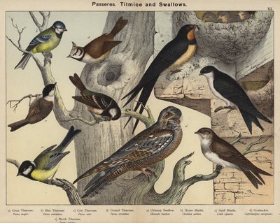 Passeres, mejser og svaler (farve litho) af European School