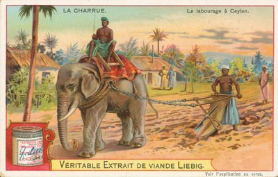 Pløjning med elefant, Ceylon, Liebig-kort, begyndelsen af det 20. århundrede (chromo) af European School