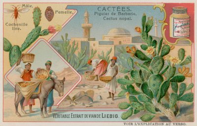 Kaktus (Cactus Nopal) og Cochineal Beetle af European School