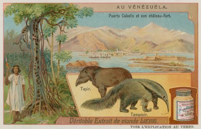 Puerto Cabello og dets Fort med en Tapir og en myresluger af European School