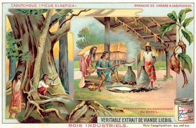 Gummitræ (chromolitho) af European School