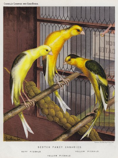Scotch Fancy Canaries, Buff Piebald, Yellow Piebald (farvelitografi) af European School