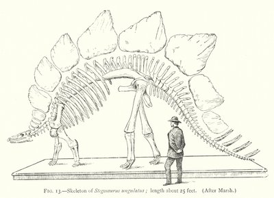 Skelet af Stegosaurus ungulatus (litho) af European School