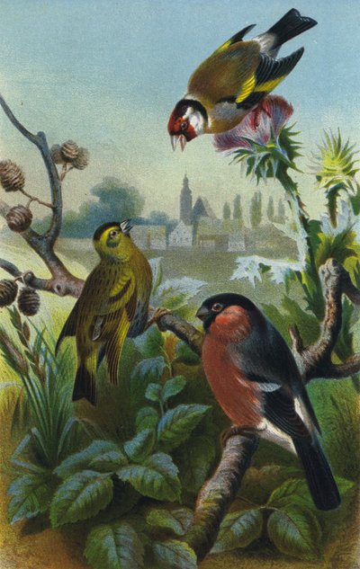Guldfink, siskin og bullfinch af European School