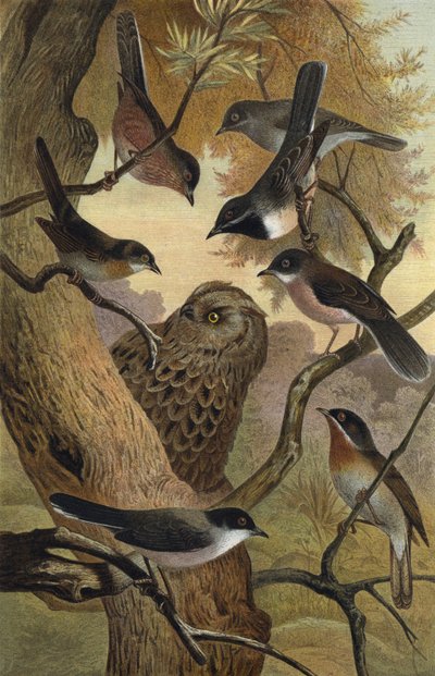 Sydeuropæiske Sanger af European School