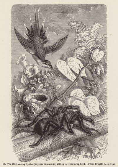 Den fugleædende edderkop (Mygale avicularia) dræber en kolibri (gravering) af European School