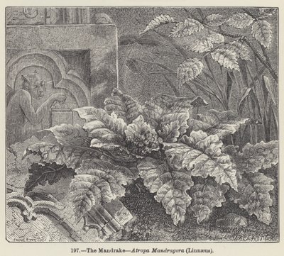 The Mandrake, Atropa Mandragora, Linnaeus (gravering) af European School