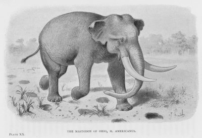 Mastodonten i Ohio, M Americanus (litho) af European School
