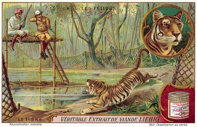 Tiger (chromolitho) af European School
