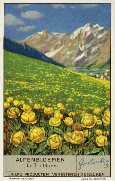 Trollius (kugleblomst) (chromolitho) af European School