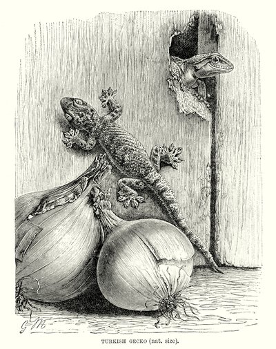 Tyrkisk gekko (gravering) af European School