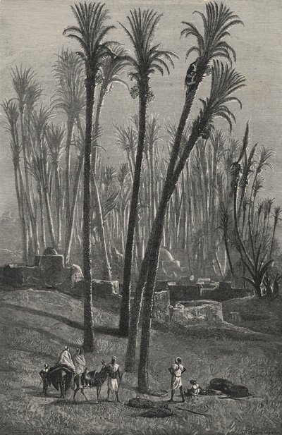 En oase i Sahara (gravering) af European School