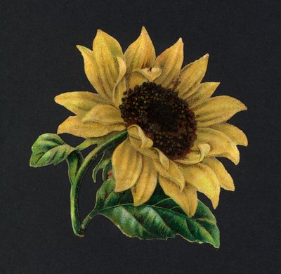 Victoriansk rester: Solsikke (chromolitho) af European School
