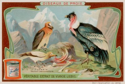Grib og Condor af European School