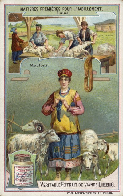 Wool: sheep  af European School