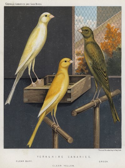 Yorkshire Canaries, Clear Buff, Green, Clear Yellow af European School