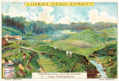Unge tobaksplanter (chromolitho) af European School