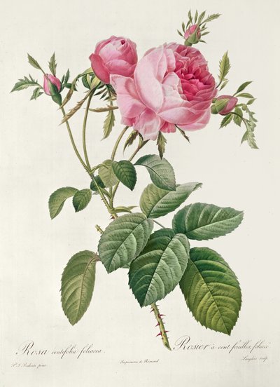 Theory, les Roses, Rosa Centifolia Foliacea (litografi) af Eustache Hyacinthe Langlois