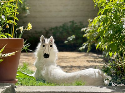 Backwards Dog Brooklyn (digital kunst) af Evan Sklar