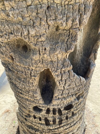 Kranietræ, 2025 (digital kunst) af Evan Sklar