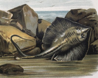 Almindelig rokke (Trygon pastinaca). af F. (after) Padro