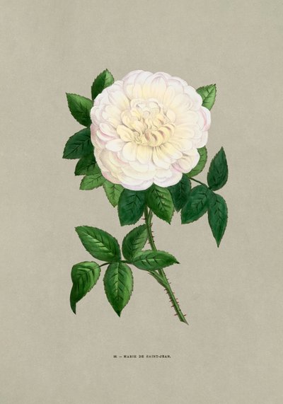 Rose Marie De Saint Jean af F. Grobon