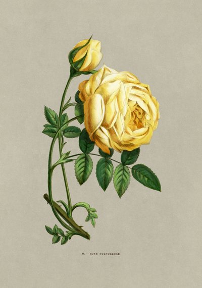 Sulfurrosa af F. Grobon