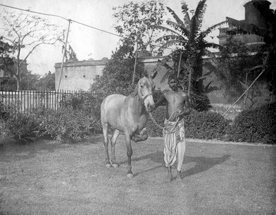 Mand med hest, Alipore, Indien, 1905-1906 af F. L. Peters