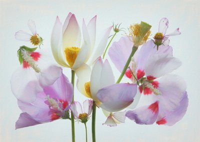 Æterisk blomsterkomposition af Fangping Zhou