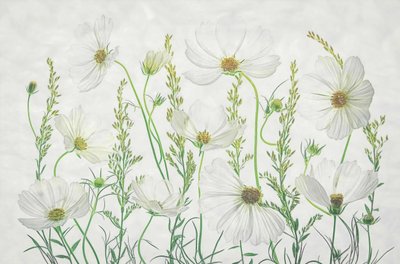 Eng med hvide kosmosblomster af Fangping Zhou