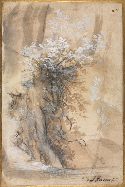 Blomstrende busk over en eroderet bred, 1565-1570. af Federico Barocci