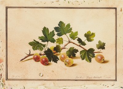 Stikkelsbær, 1818 af Fedor Petrovich Tolstoy
